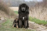 DOGUE DU TIBET 382